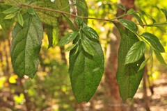 Styrax serrulatus